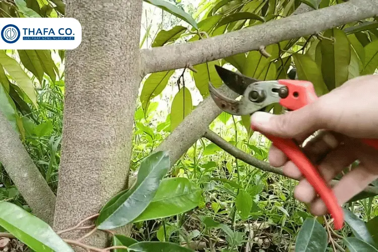 5+ Các Khả Năng Gây Ra Bệnh Nấm Trái Sầu Riêng 3 Cắt tỉa cành tránh bệnh nấm trái sầu riêng