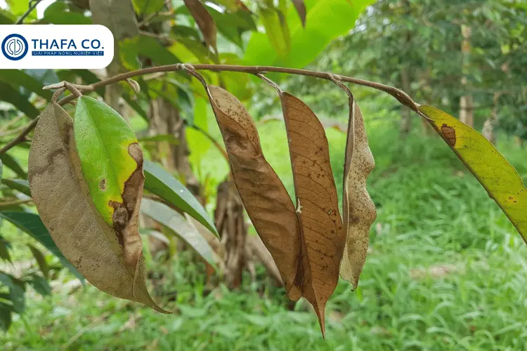 Dấu hiệu bệnh cháy lá sầu riêng