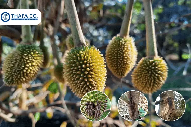 Dấu hiệu bệnh nấm phytophthora xuất hiện trên sầu riêng