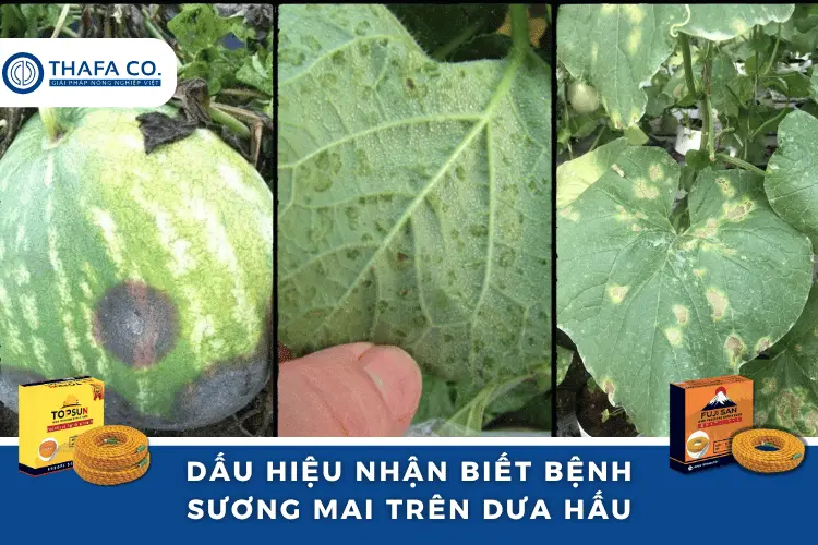 Bệnh Sương Mai Trên Dưa Hấu: Dấu Hiệu, Nguyên Nhân & Phòng Trừ 3 Dấu hiệu nhận biết bệnh sương mai trên dưa hấu