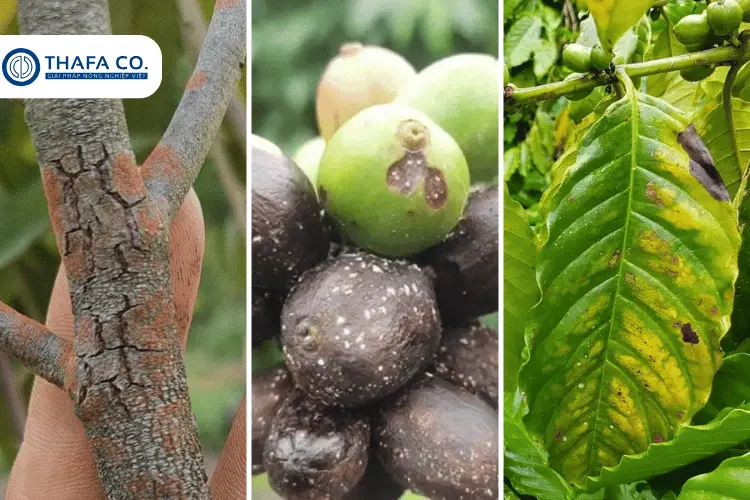 Dấu hiệu phát hiện bệnh nấm hồng trên cây cà phê