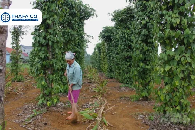 Dọn dẹp vườn tiêu
