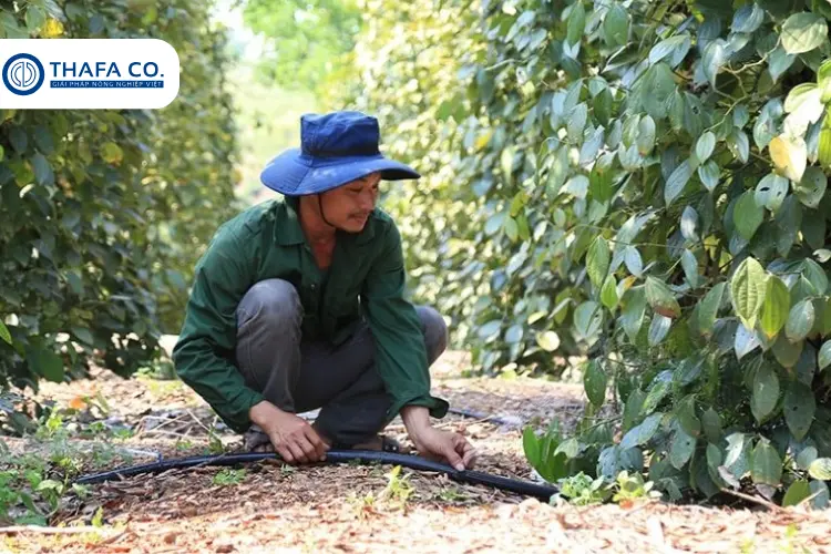 Cách Chăm Sóc Tiêu Mới Trồng Để Có Năng Suất Cao 5 Hệ thống tưới nhỏ giọt cho chăm sóc cây tiêu mới trồng