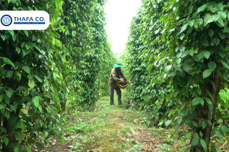 Hướng Dẫn Kỹ Thuật Chăm Sóc Hồ Tiêu Sau Thu Hoạch Để Đạt Năng Suất Cao Sắp Tới 3 Kỹ thuật chăm sóc hồ tiêu sau thu hoạch