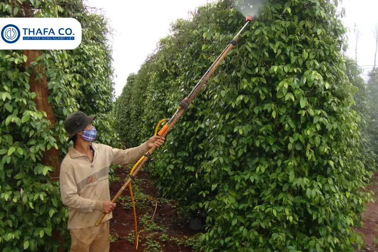 Cách Chăm Sóc Tiêu Mới Trồng Để Có Năng Suất Cao 3 Kỹ thuật chăm sóc tiêu mới trồng
