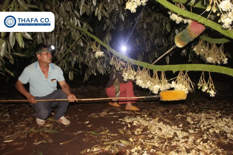 Cách Thụ Phấn Cho Cây Sầu Riêng Hiệu Quả – Tăng Tỷ Lệ Đậu Quả 4 Lưu ý khi thực hiện thụ phấn cho cây sầu riêng