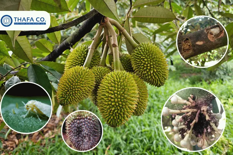 Nguyên Nhân Gây Cháy Lá Trên Cây Sầu Riêng