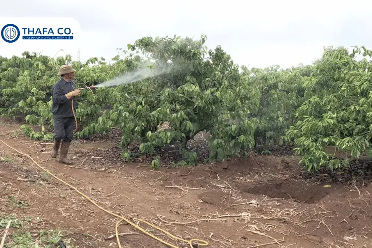 Biện pháp phòng trừ bệnh nấm hồng trên cây cà phê