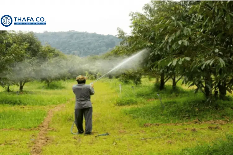 5+ Các Khả Năng Gây Ra Bệnh Nấm Trái Sầu Riêng 4 phòng bệnh tổng thể cho bệnh nấm trái sầu riêng