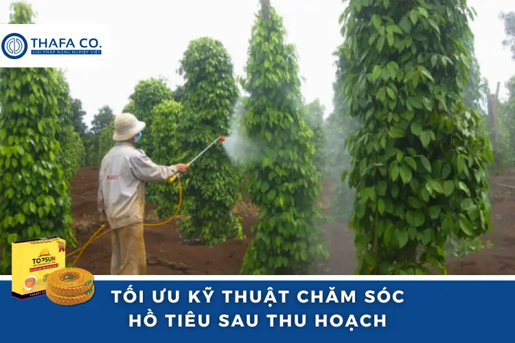 Hướng Dẫn Kỹ Thuật Chăm Sóc Hồ Tiêu Sau Thu Hoạch Để Đạt Năng Suất Cao Sắp Tới 4 Tối ưu quá trình phun thuốc khi chăm sóc hồ tiêu sau thu hoạch