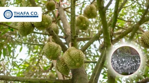 Rầy phấn trắng hại sầu riêng