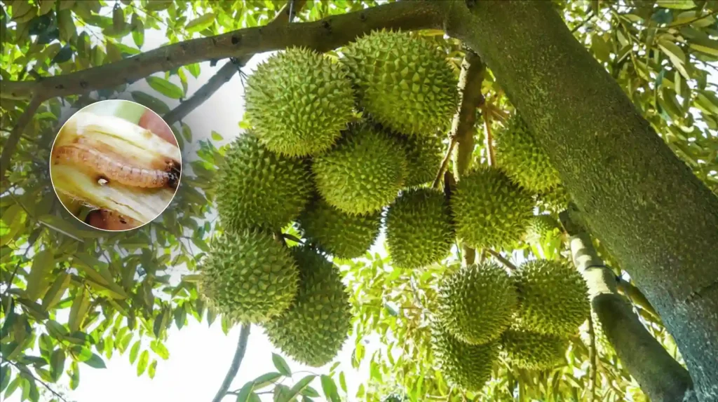 Sây Đục Thân Cây Sầu Riêng