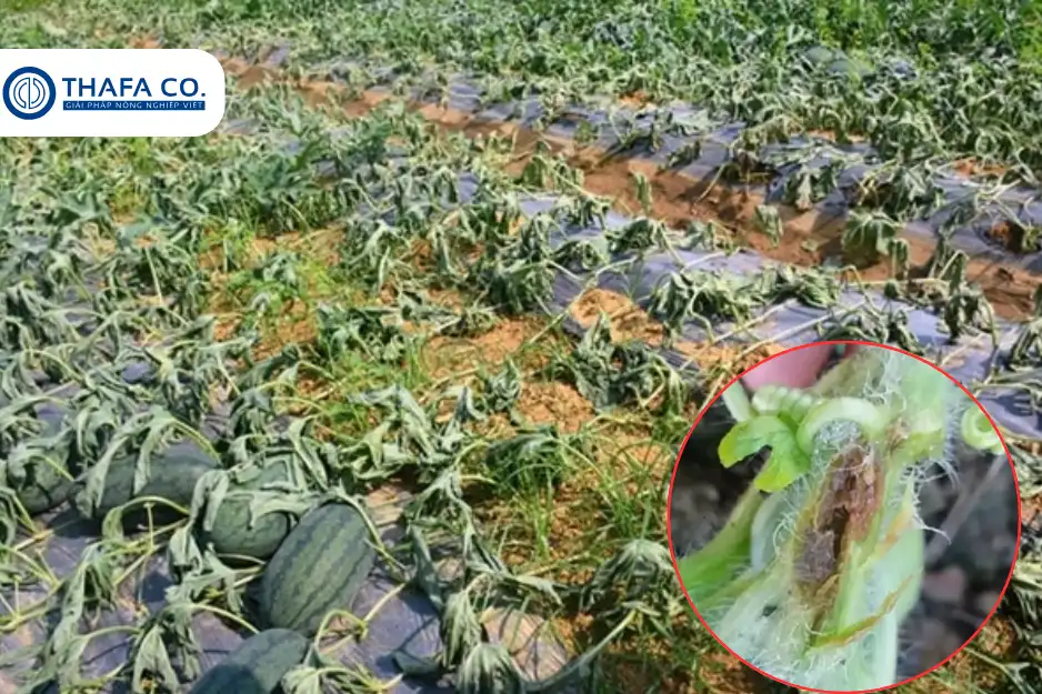 Cách Phòng Trị Bệnh Bã Trầu Trên Dưa Hấu Tối Ưu Nhất 3 Tác hại bệnh bã trầu dưa hấu