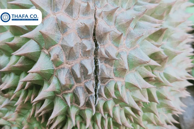 Tác hại bệnh nấm Phytophthora trên sầu riêng