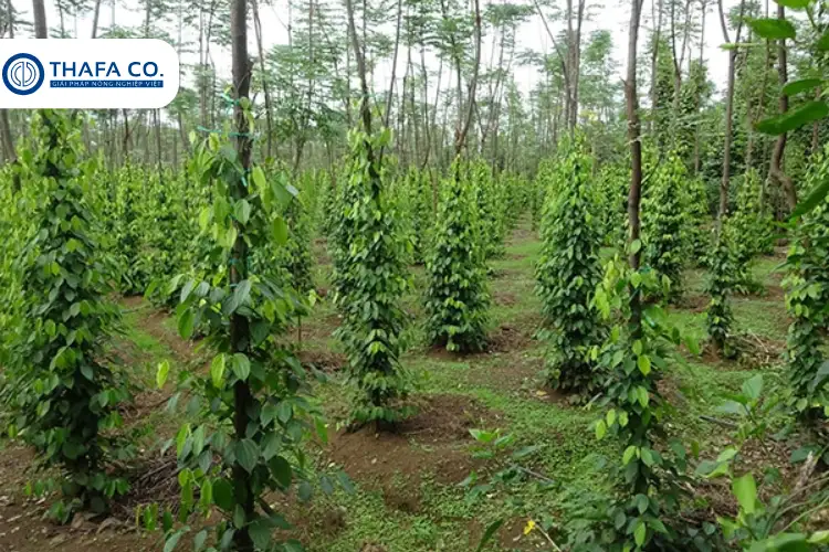Cách Chăm Sóc Tiêu Mới Trồng Để Có Năng Suất Cao 2 Tại sao cần biết cách chăm sóc tiêu mới trồng