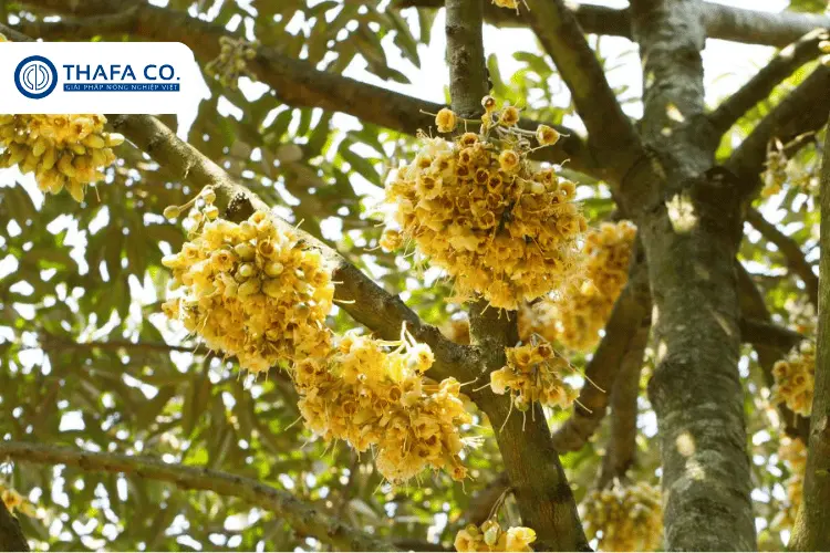 Cách Thụ Phấn Cho Cây Sầu Riêng Hiệu Quả – Tăng Tỷ Lệ Đậu Quả 2 Tại sao cần biết cách thụ phấn hoa cho cây sầu riêng?