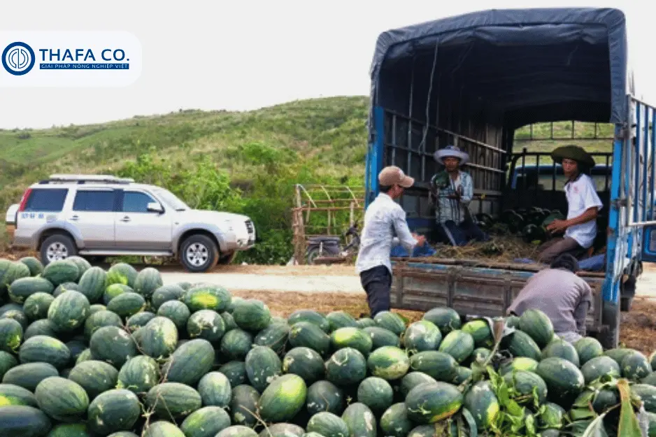 Tại sao cần biết dưa hấu bao lâu thu hoạch