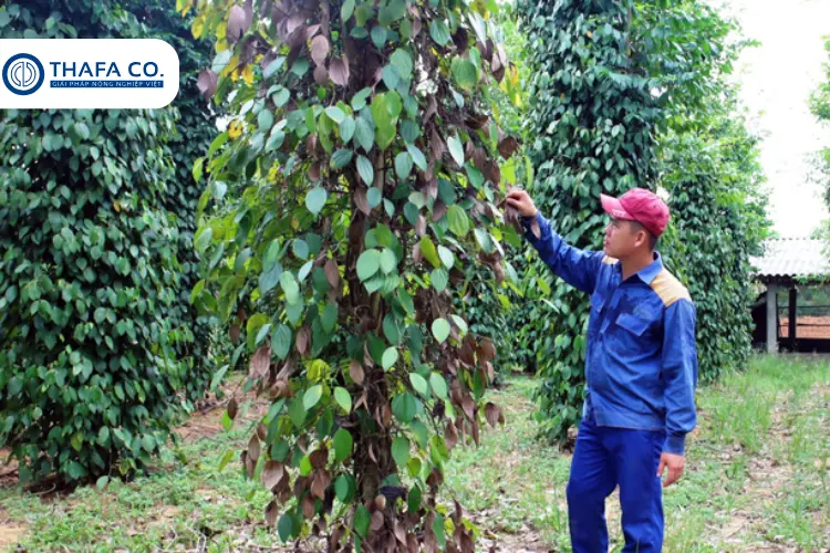 Lý do cần phải chăm sóc cây tiêu trong mùa mưa