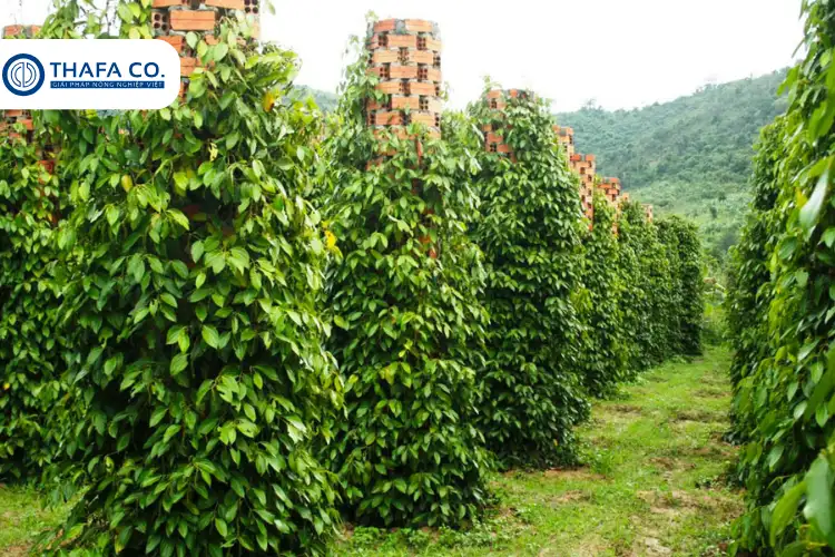 Hướng Dẫn Kỹ Thuật Chăm Sóc Hồ Tiêu Sau Thu Hoạch Để Đạt Năng Suất Cao Sắp Tới 2 Tại sao cần chăm sóc hồ tiêu sau thu hoạch