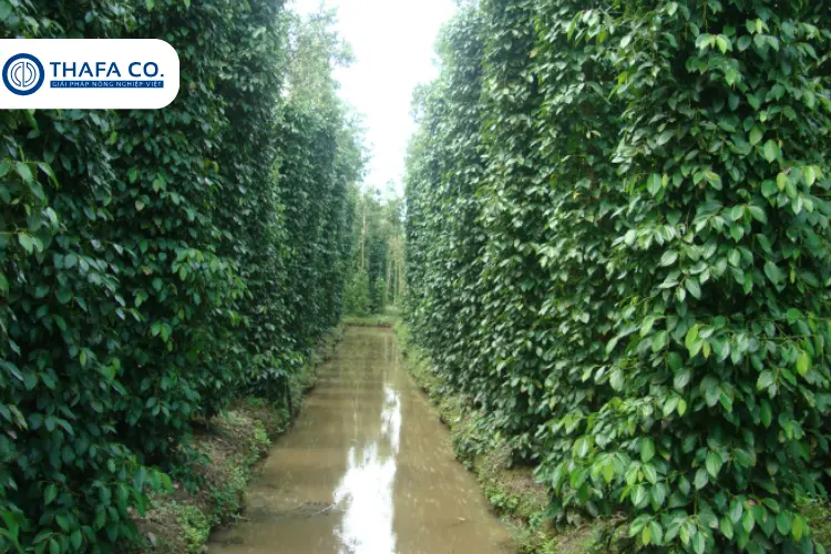 Tạo rãnh thoát nước cho cây hồ tiêu vào mùa mưa