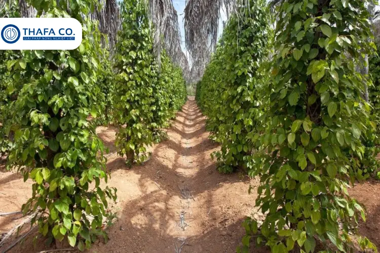 Cách Chăm Sóc Tiêu Mới Trồng Để Có Năng Suất Cao 4 Các vấn đề nhà vườn thường gặp khi chăm sóc tiêu mới trồng
