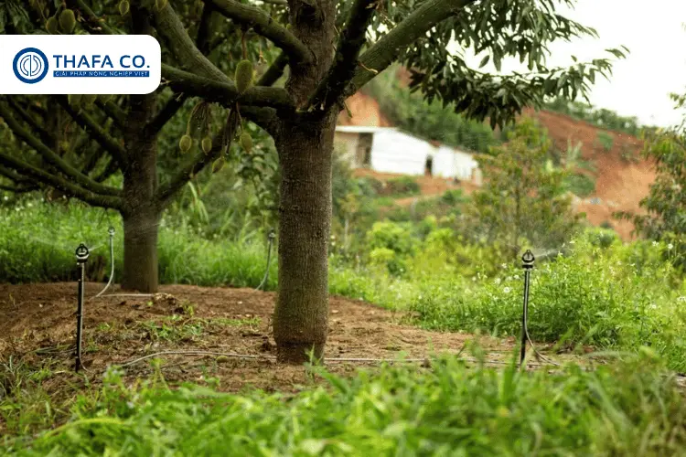 Béc tưới cây phun mưa dưới gốc