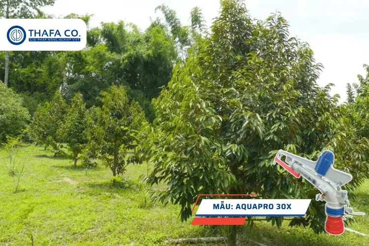 Béc tưới sầu riêng Aquapro 30X