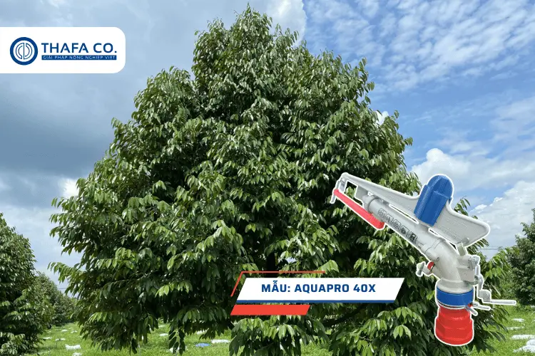 Béc tưới cây sầu riêng Aquapro 40X