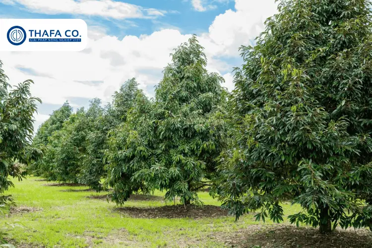 TOP 05 Các Mẫu Béc Tưới Sầu Riêng Tốt & Chính Hãng 2 Các loại béc tưới sầu riêng tốt