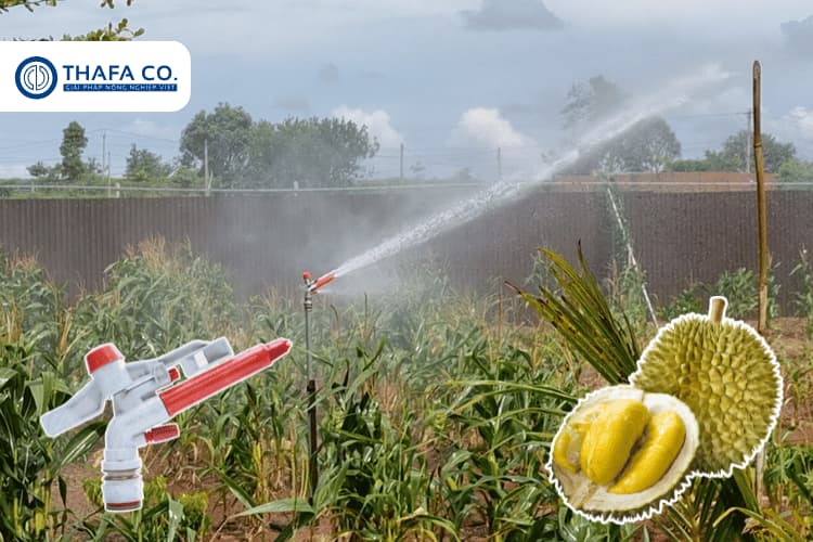 Béc tưới sầu riêng hiệu quả: Giải pháp phun mưa 19 Béc tưới sầu riêng TP 01X