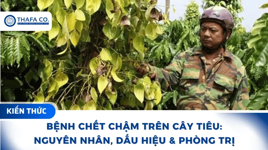 Phòng trị bệnh chết chậm trên cây tiêu