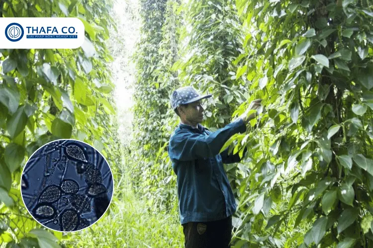 Bệnh chết nhanh trên cây hồ tiêu là gì?
