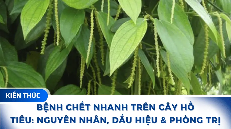 Bệnh Chết Nhanh Trên Cây Hồ Tiêu