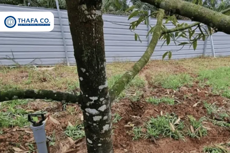 Bệnh Đốm Rong Trên Cây Sầu Riêng: Nguyên Nhân, Dấu Hiệu & Cách Trị 4 Biểu hiện của đốm rong ở sầu riêng trên thân và cành