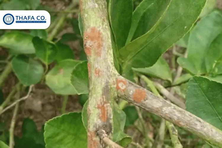 Bệnh nấm hồng trên cây tiêu