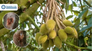 Bệnh nứt thân xì mũ sầu riêng