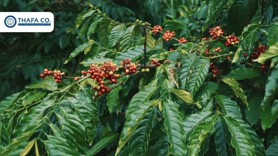 Bệnh tảo đỏ trên cây cà phê