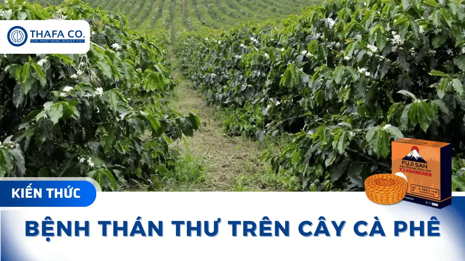 Bệnh Thán Thư Trên Cây Cà Phê