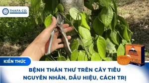 Cách Trị Bệnh Thán Thư Trên Cây Tiêu