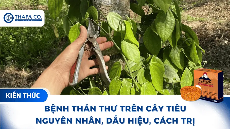 Cách Trị Bệnh Thán Thư Trên Cây Tiêu