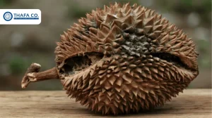 Bệnh thối trái sầu riêng