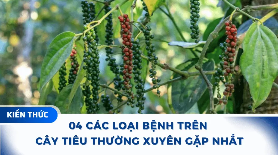 Các loại bệnh trên cây tiêu