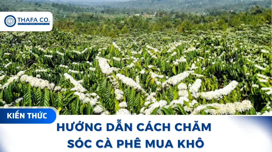 Hướng dẫn cách chăm sóc cà phê mùa khô hiệu quả