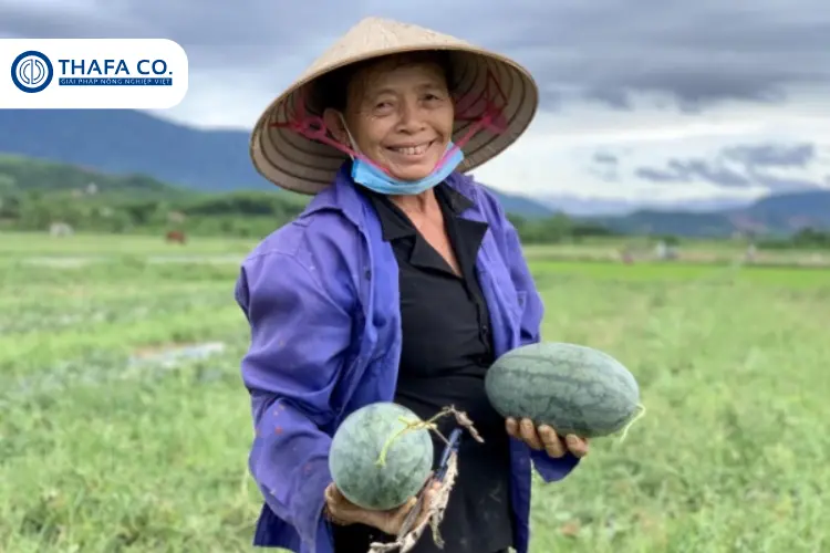 Bệnh Nứt Thân Xì Mủ Dưa Hấu: Nguyên Nhân, Dấu Hiệu & Cách Phòng Trừ Hiệu Quả 4 Cách phòng trừ bệnh nứt thân xì mủ dưa hấu hiệu quả