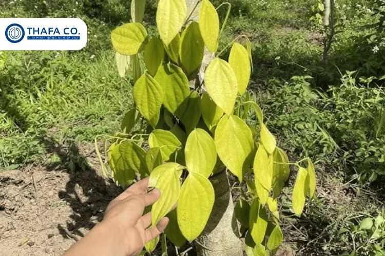 Dấu hiệu bệnh chết chậm trên cây tiêu
