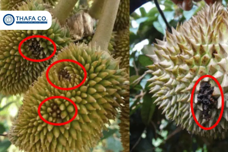 Cách Phòng Trị Bệnh Thối Trái Sầu Riêng: Nguyên Nhân & Dấu Hiệu 2 Dấu hiệu nhận biết bệnh thối trái sầu riêng