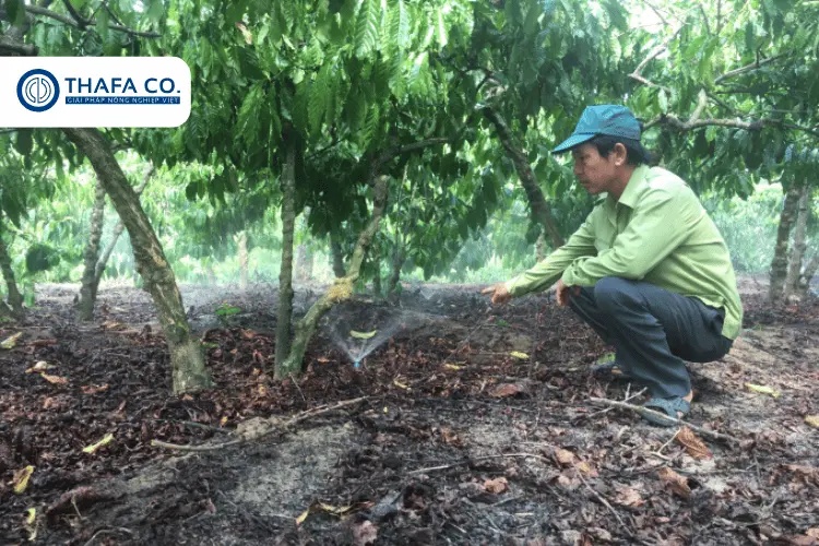 Hệ thống tưới phun mưa dưới gốc