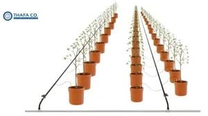 Các hệ thống tưới nhỏ giọt cho cây dưa lưới