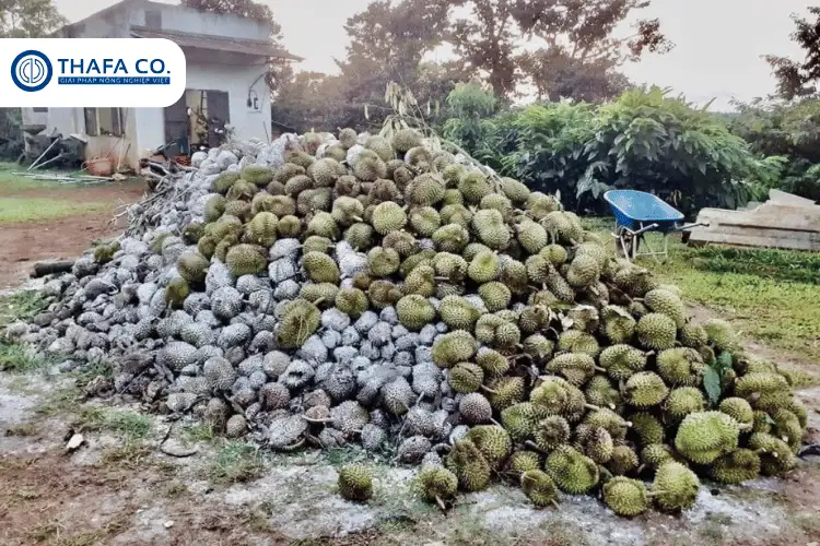Cách Phòng Trị Bệnh Thối Trái Sầu Riêng: Nguyên Nhân & Dấu Hiệu 4 Hướng dẫn cách trị bệnh thối trái sầu riêng