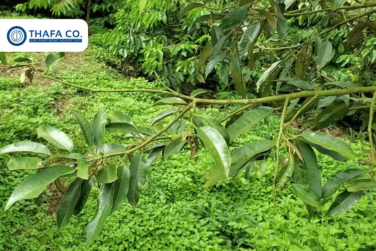 Bệnh Đốm Rong Trên Cây Sầu Riêng: Nguyên Nhân, Dấu Hiệu & Cách Trị 2 Khái niệm bệnh đốm rong trên cây sầu riêng